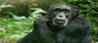 Revealing the Emotional Intelligence of Chimpanzees.!